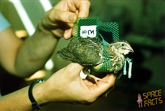 Sojus TM-9 an Bord der Mir